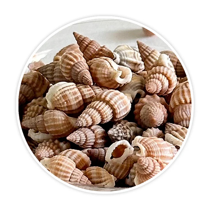 Premium Sea Shells | Resin Materials