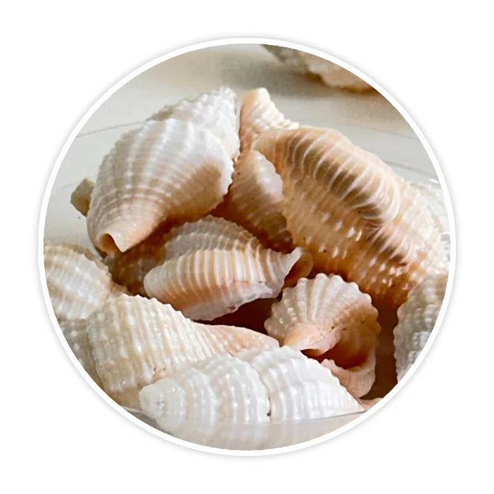 Premium Sea Shells | Resin Art Material