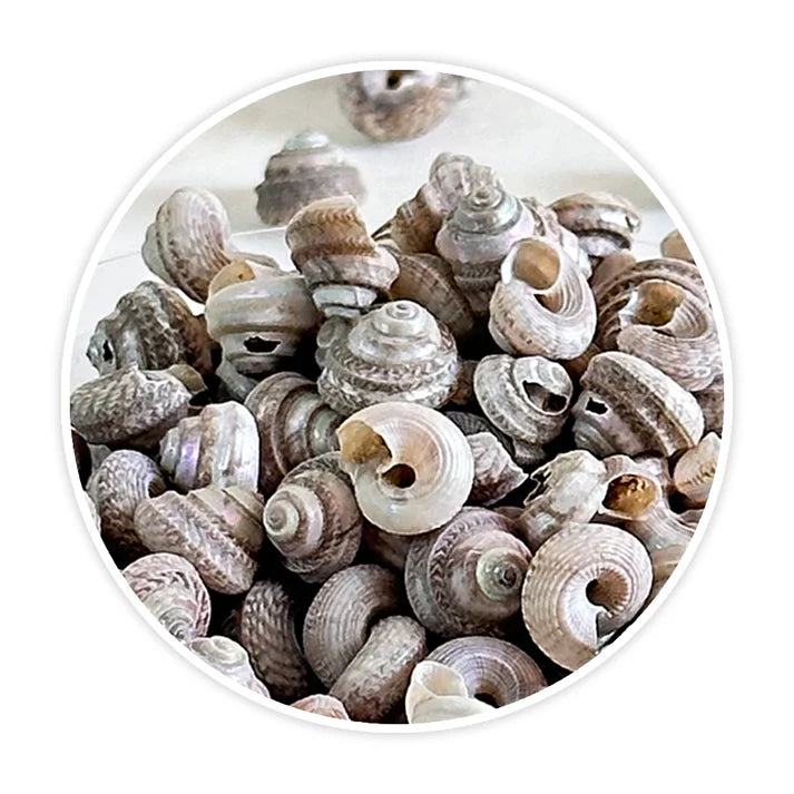 Premium Sea Shells | Resin Art Material