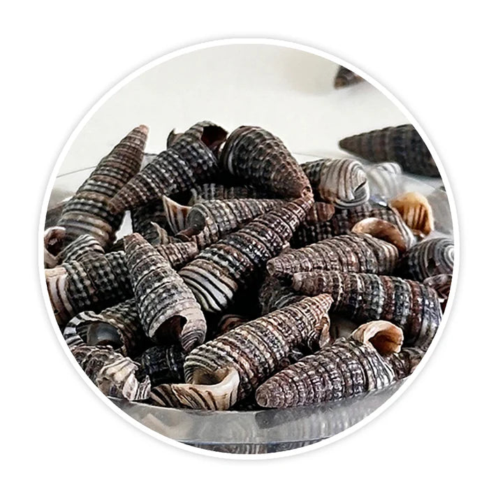 Premium Sea Shells | Resin Art Material