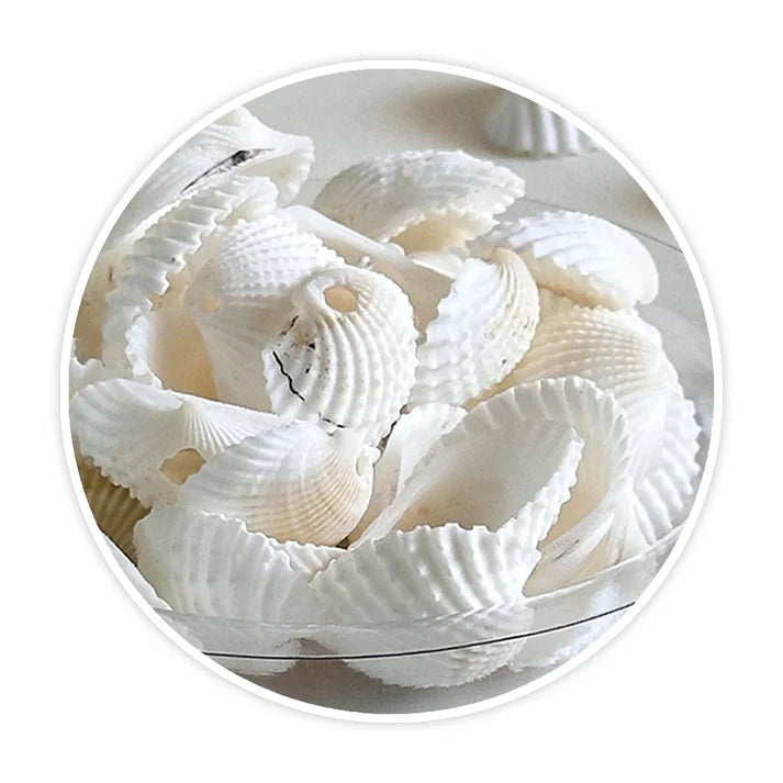 Premium Sea Shells | Resin Art Material